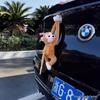 Peluche Scimmia dalle Braccia Lunghe Ornamento da Appendere in Auto