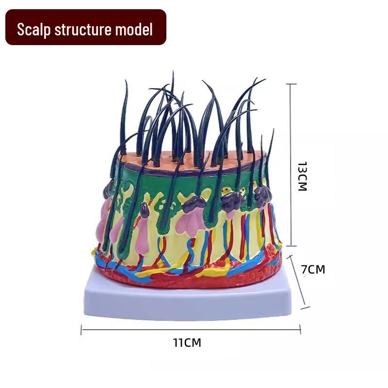 50x Magnified Human Skin Tissue Anatomical Model for Medical and Beauty Training