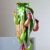 Artificial Hanging Pitcher Plants & Venus Flytraps for Ceiling and Wall Decoration