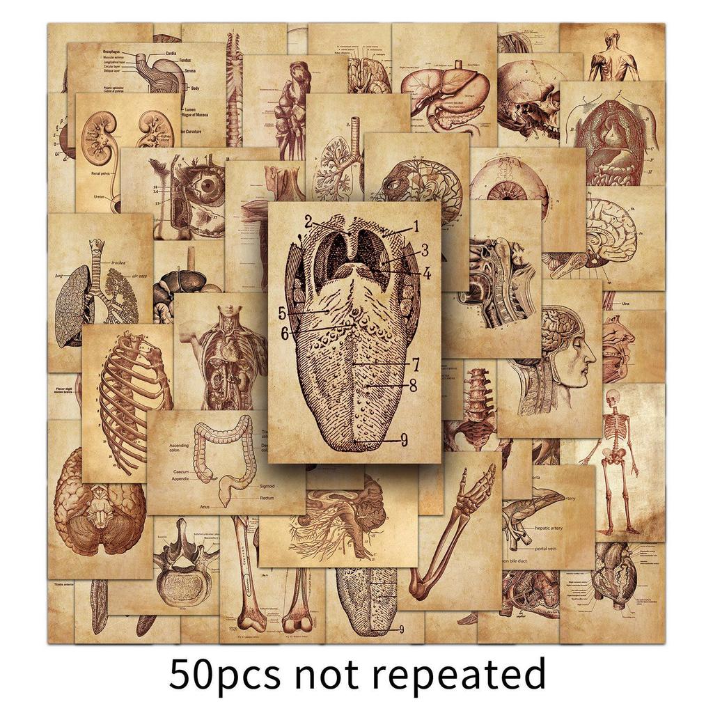 50 Pièces Autocollants Décoratifs Rétro Anatomie Humaine pour Trottinettes & Carnets