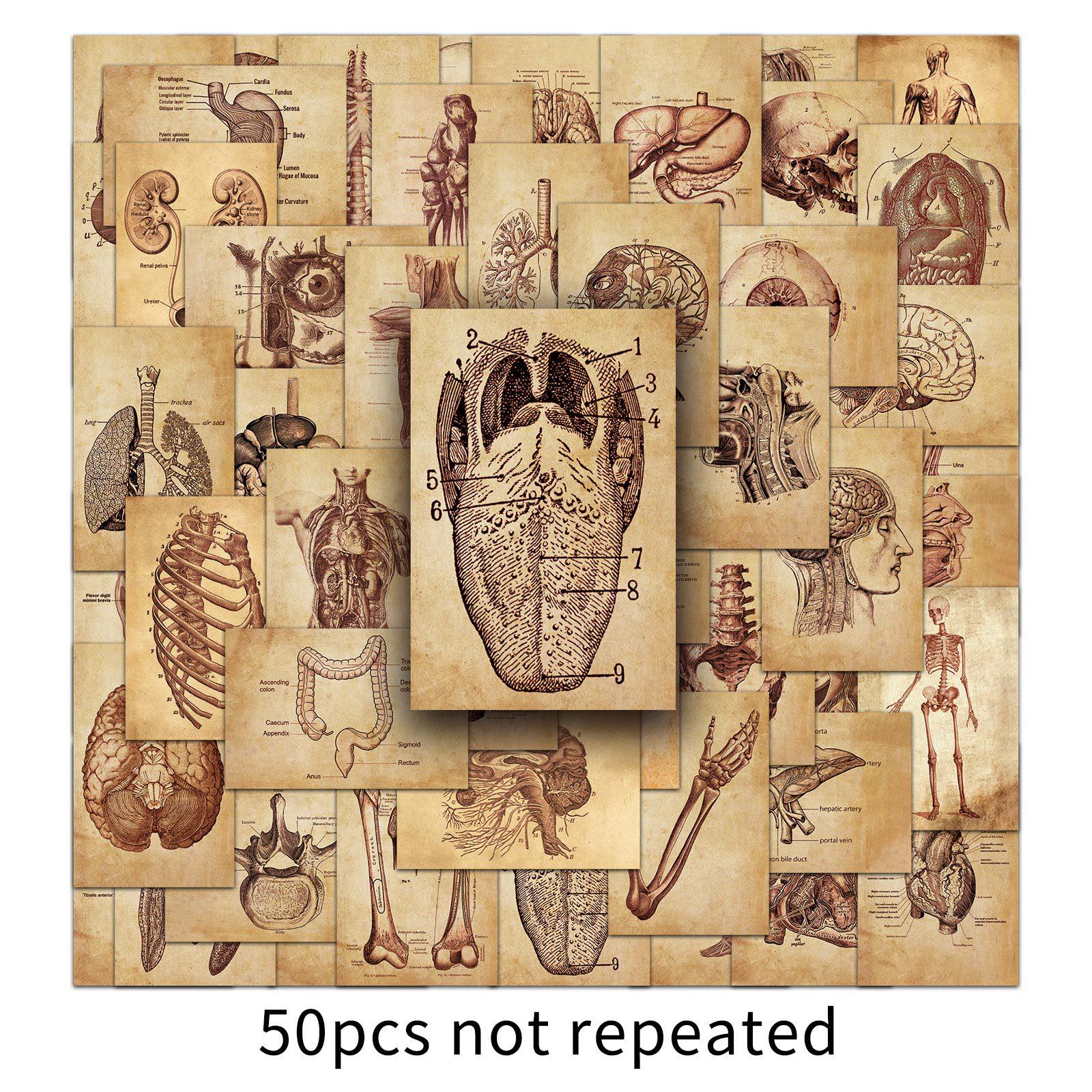 50pcs Retro Anatomy Stickers: Trendy Medical Graffiti for Notebooks & Luggage