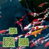 Set of 5 Water Floating Plant Holders Rings Fish Feeding Rings Square Round for FishTanks Plant Cultivation Supplies