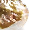 White Sage Good Good Luck Purification Accessory Australian Staghorn Pearl Shell [GOLD STONE] Purification, Amulet, Luck, Goods, Plate, Seashell,