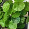9 Heads Artificial Lotus Leaf Small Fake Plants Simulation Money Grass  Wedding Party