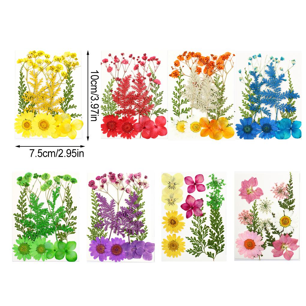 Dried Flowers Set DIY Tools Photography Real Flower Decal Handicraft Filling Pressed Specimen Label for Craft Necklace