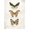 Vintage Butterflies and Moths Insect Studies Specimen Posters Prints Canvas Printing Wall Art Picture for Living Room Home Decor