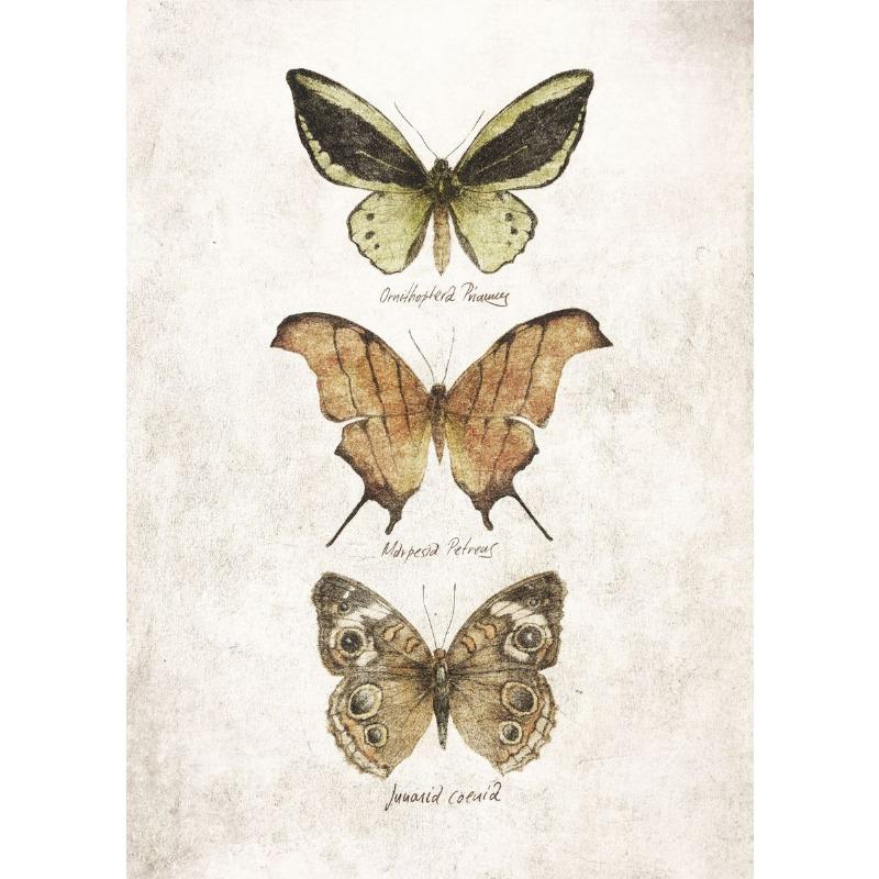 Vintage Butterflies and Moths Insect Studies Specimen Posters Prints Canvas Printing Wall Art Picture for Living Room Home Decor