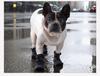 Waterproof Anti-Slip Soft Sole Shoes for Medium to Large Dogs - Outdoor Wear-Resistant Pet Supplies