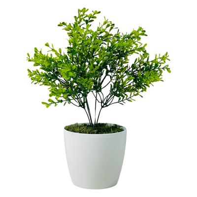 Potted Flower - Green Boxwood 30 Cm