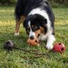 Leather Dog Training Ball Solid Texture Pet Bite Toy Safe Dog Chew Stick  Outdoor Interactive Play