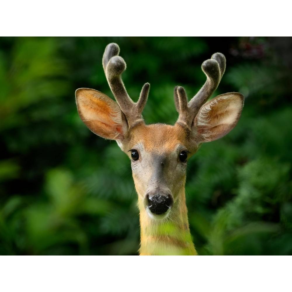 Om System Olympus M.zuiko Digital Tv Mc 20