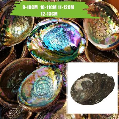 Natūralus abalone Shell Seashell jūrų namų dekoro akvariumas pasidaryk pats bakas E5M8