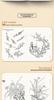 Baimiao Gongbi Flower Painting: Beginner's Guide & Tutorial for Self-Learners