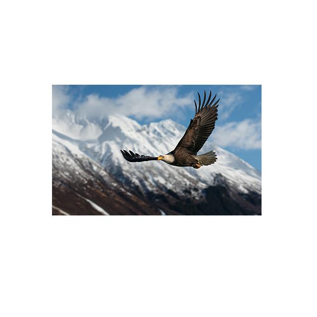 Eagle Flying In The Sky Lerretsmaling Nordic Posters and Prints Wall Art Pictures for Cuadros Living Room Home Decor No Frame