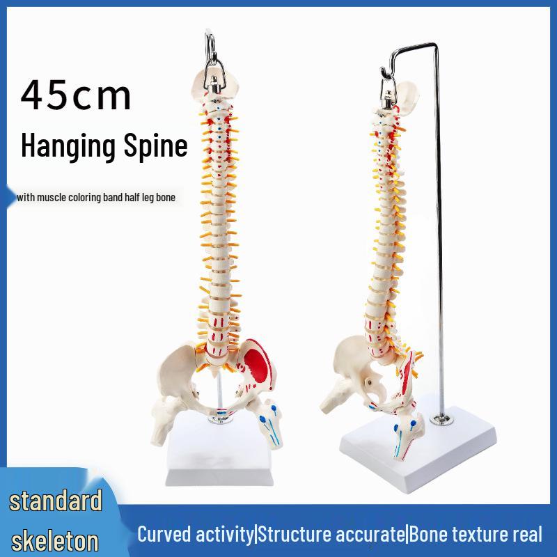 45CM Colorful Spine Model: Vertebral Column with Pelvis, Femur, Coccyx, Lumbar, Cervical Vertebrae for Chiropractic Use