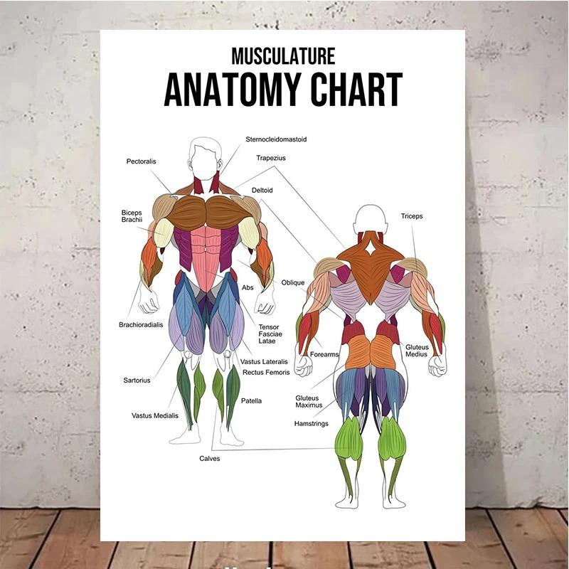 Muscle Anatomy Chart Quotes Canvas Painting Weightlifting Poster Print Color Pictures Gym Boy Room Wall Home Decor