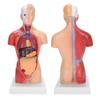 28cm Human Torso Model Detachable Internal Organs Teaching Anatomical Assembly Model