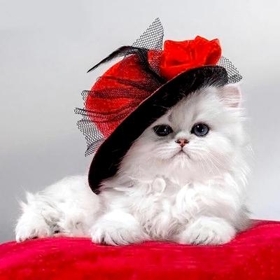 5D DIY Diamond Painting "Cat In Red Hat" Diamond Embroidery Cross Stitch Rhinestone Mosaic Painting