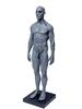 Abz Company Human Muscle Model, 30cm, for Medical Anatomy, Education, Orthopedics, and Drawing, Male and Female, Gray, Freestanding with Stand