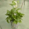 6PCS Interlocking Vine Climbing Column Plastic Plants Growth Stand Vine Fixed Support Frame  Garden