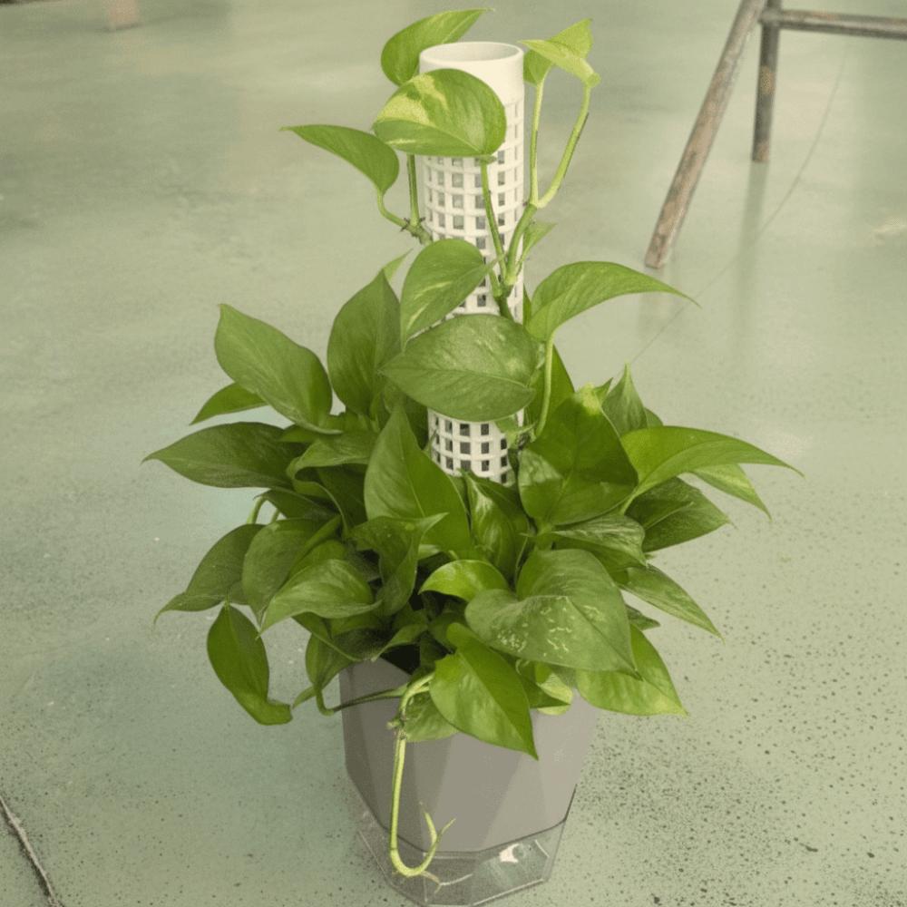 6PCS Interlocking Vine Climbing Column Plastic Plants Growth Stand Vine Fixed Support Frame  Garden