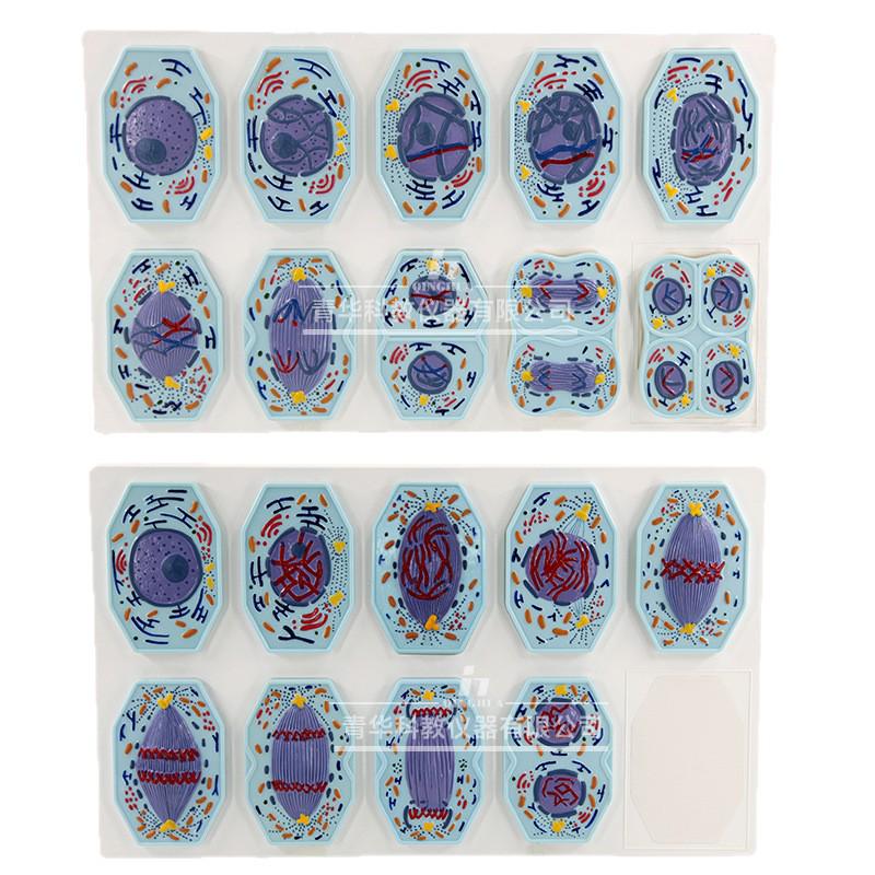 Plant & Animal Cell Models for Middle School Biology: Mitosis & Meiosis Teaching Aids