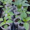 100/200pcs Biodegradable Seed Nursery Bags Non-Woven Plants GrowBags Fabric Seedling Pots Plants Pouch Home Garden Supply