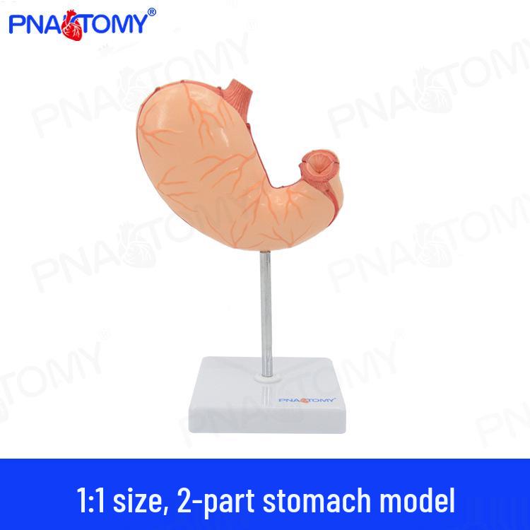 Human Gastrointestinal Anatomy Model for Teaching and Display - Digestive System Educational Tool PNT-0459