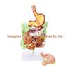 Human Digestive System Model: Stomach, Large Intestine, Cecum, Rectum, Duodenum.