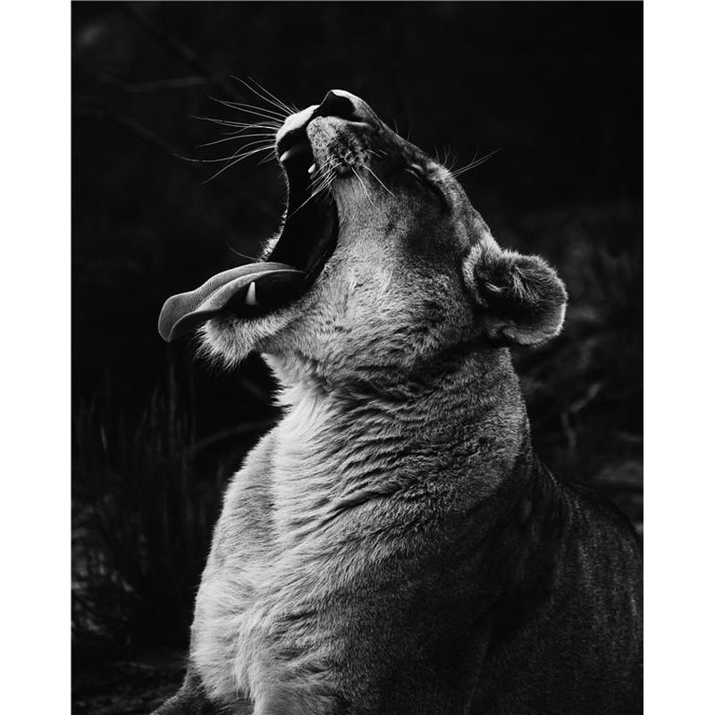 DIY Diamantmalerei Tiere Kreuzstich Voll Runde Bohrer Diamantstickerei Verkauf Heimdeko Geschenk