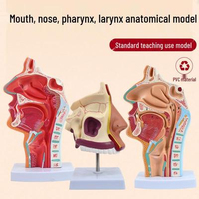 ENT Five Senses Anatomical Model of Human Nasal Cavity, Pharynx, and Mouth