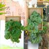 Simulated Plant Artificial Flower Decoraitons Wall Hanging Plant in Frame Home Garden Decors Outdoor Yard Artificial Plants