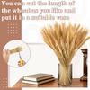 100 Pcs Dried Wheat Stalks for Decor, Sheaves Grass Natural Bunch Flowers Home Wedding Table Kitchen Boho Farmhouse Fall Arrangement DIY Decoration