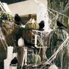 12pc Small Crow Figurines Set Artificial Ravens Tabletop Decorations Halloween Props Indoor Outdoor Display Accessories for Seasonal Ambiance