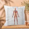 Muscle System Human Anatomy Diagram Medical Cushion Cover x Polyester Sofa Cushions Decorative Throw Pillows