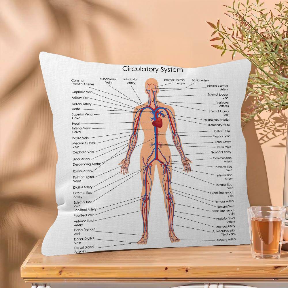Muscle System Human Anatomy Diagram Medical Cushion Cover x Polyester Sofa Cushions Decorative Throw Pillows