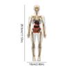 DIY Mannequin Science Cognitive Puzzle Toy Transparent Kid Skeleton Model  Birthday Kids Gift
