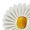 Flower Fidget Spinner 3D Printed Spring Flower Fidget Toy Stress-Relief Flower Spinner