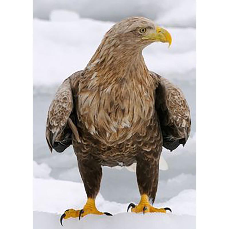 5D-Diamantgemälde zum Selbermachen, kompletter runder Bohrer, Mosaik-Set, Geschenk, Adler, Stickerei, Kreuzstich-Set, Wandkunst, DIY, Handwerk, Heimdekoration, Geschenk