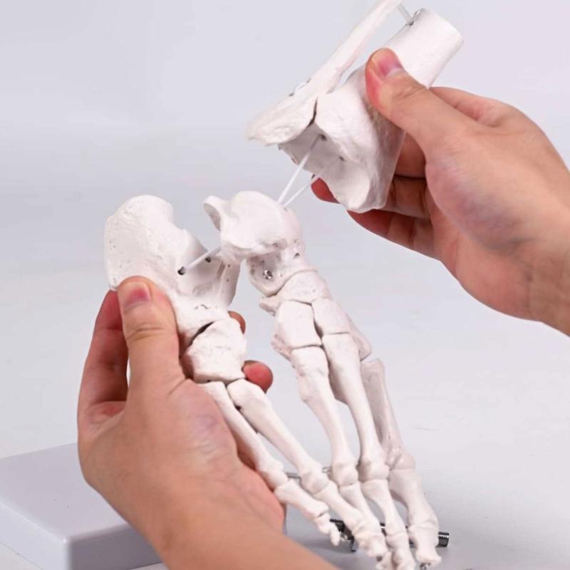 PVC Human Foot Skeleton Model For Anatomy Teaching Learning With Accurate Bone Structure Representation In Classrooms