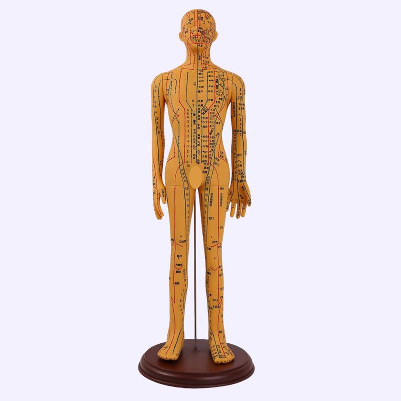 Ultra-Clear Silicone Model: Acupuncture & Meridians Teaching for Tuina Massage Practice