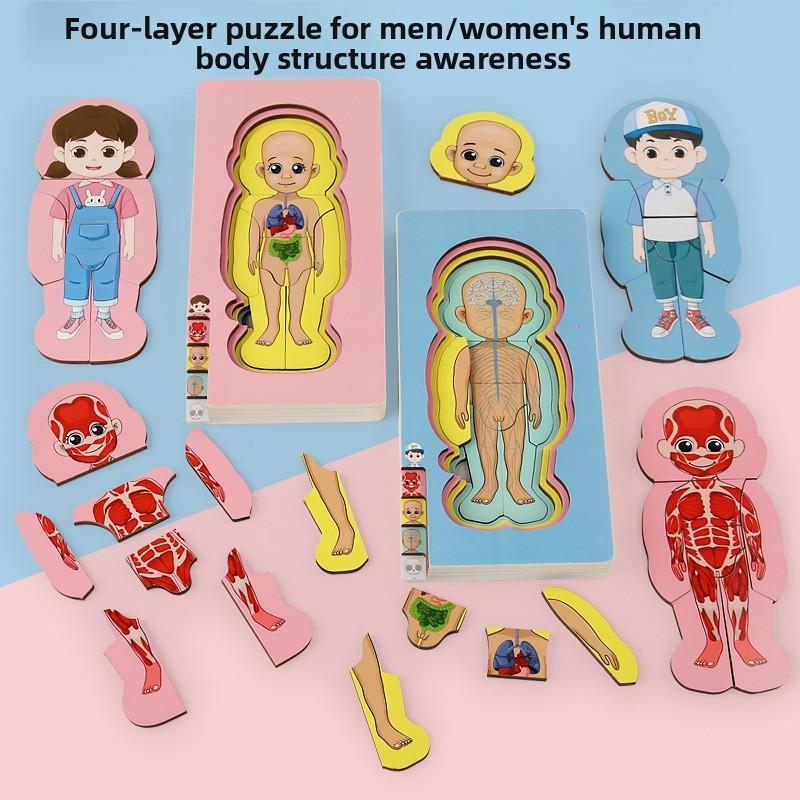 Organs Human Body Structure Jigsaw Puzzle Educational Toy For Kids Learning