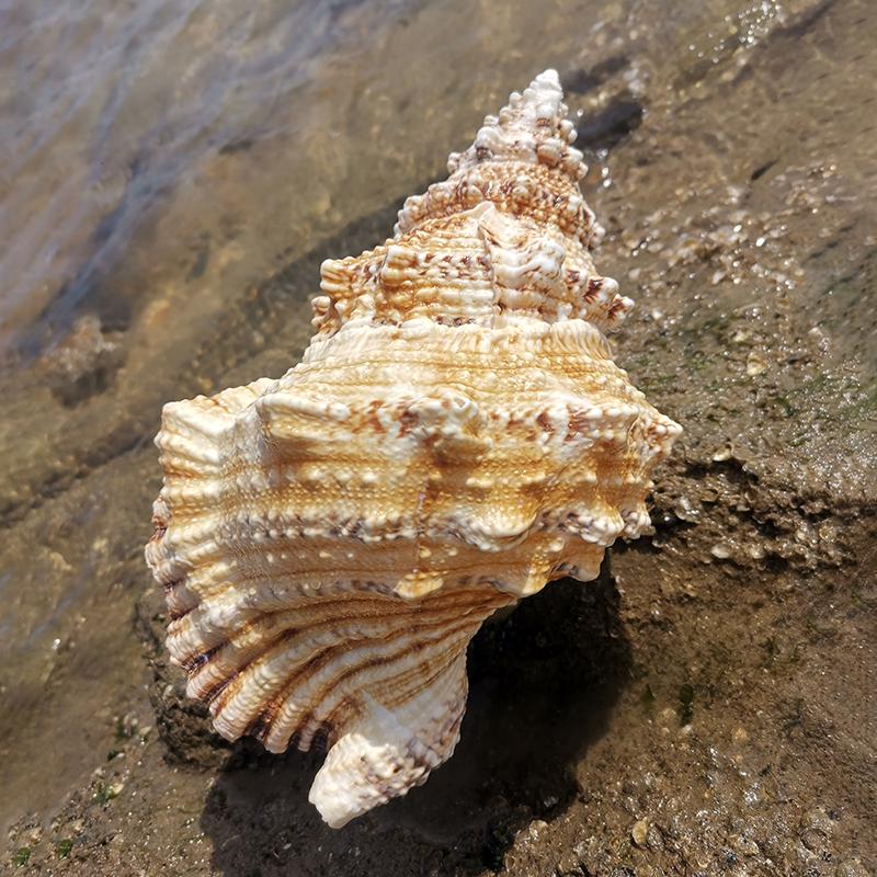 Large Conch Seashell Ornament for Wall Decor, Aquarium Aquascaping, and Sea Sound Collection