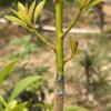 Pfropfhülsen für Obstbäume Hohe Festigkeit Feuchtigkeitsspeicherung Pflanzenstamm Pfropfwickelhülsen für Gemüse Blumen