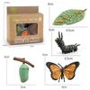 Cycle Figurine Animal Life Cycle Children Toys Simulation Plant Model Animal Growth Cycle Model