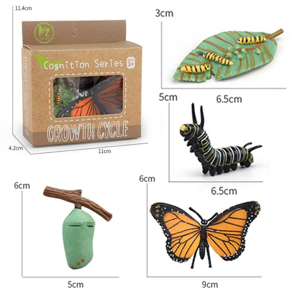 Cycle Figurine Animal Life Cycle Children Toys Simulation Plant Model Animal Growth Cycle Model