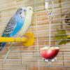 Stainless Steel Pet Fruit Fork Birds Food Holder Feeder Devices Pin Clip for Parrots Chinchilla