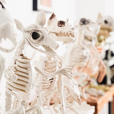 Cadılar Bayramı Yeni Köpek İskeleti Dekorasyonu Ürkütücü İskelet Hayvan Yavru Köpek Kemikleri İskelet Dekorasyonu Cadılar Bayramı İç Mekan Dış Mekan 2025