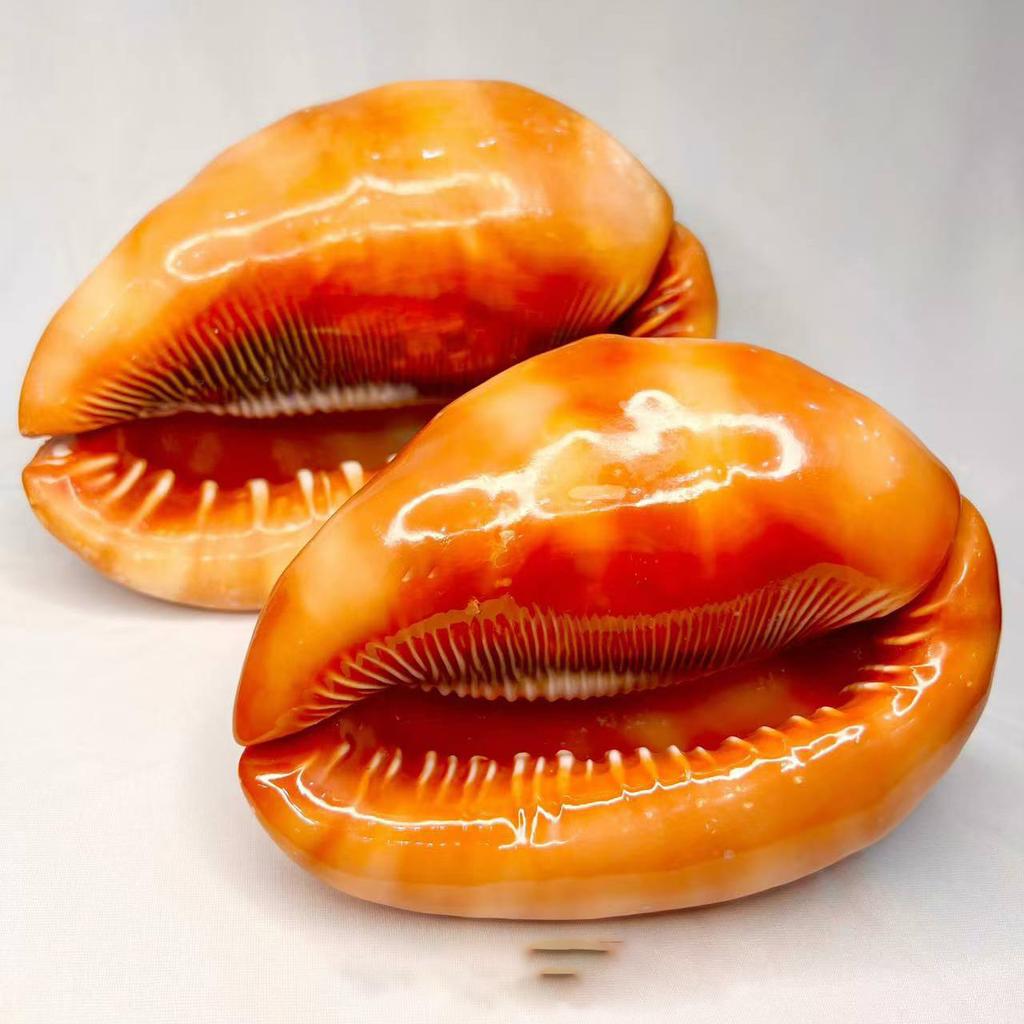 Natural Shell Conch Ornament For Fish Tank DIY Craft Accessories Home Decor