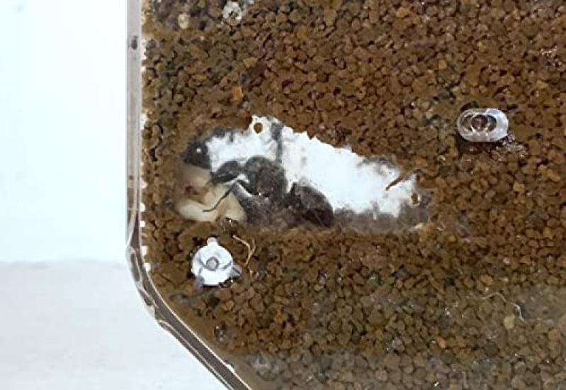 Gakken Science and Learning Ant House In Wonderland 6 and J750736 Presents (Ages Up)